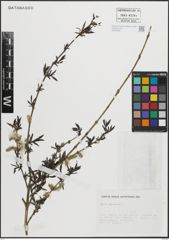 Foto von Salix purpurea L.